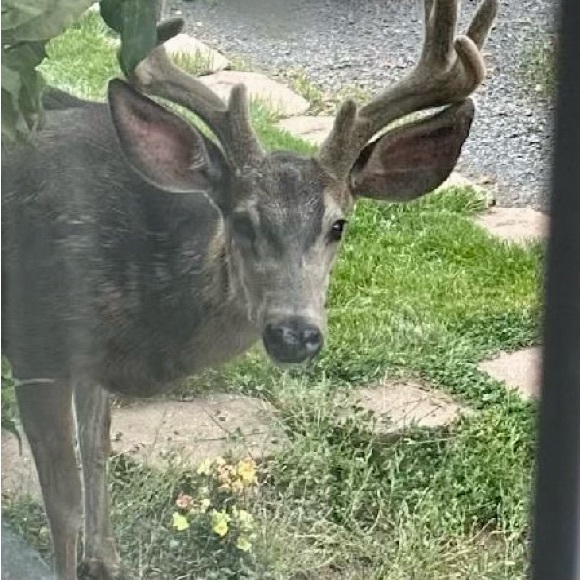 Meet your Posher, Laura - Picture 4 of 8